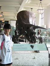 American Museum of Natural
