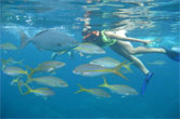 Snorkelling in the Bahamas