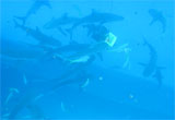 Snorkelling with the sharks